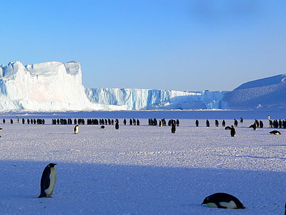 черно-белые пингвины, пингвины, антарктика, снег, льдина, HD обои HD wallpaper