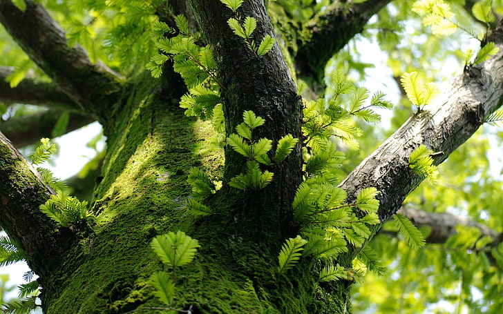 зеленое лиственное дерево, низкий угол фотография дерева, покрытого муссом, деревья, природа, мох, листья, макро, ветка, HD обои