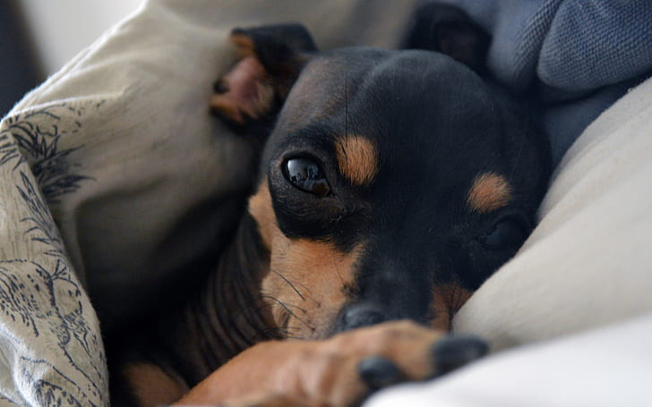 pinscher miniatura, perro, hocico, Fondo de pantalla HD