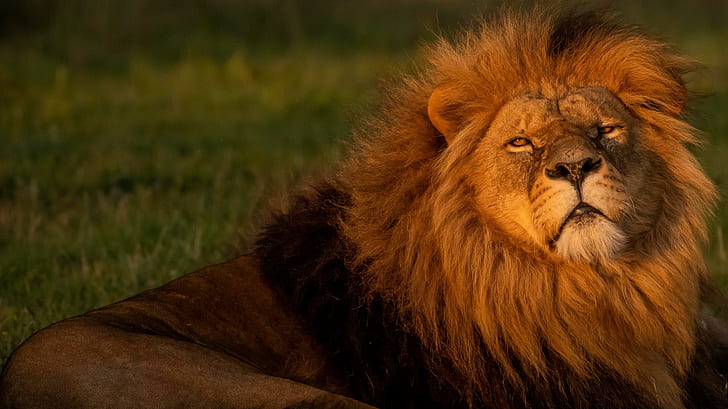 Löwe, Tiere, Natur, große Katzen, HD-Hintergrundbild