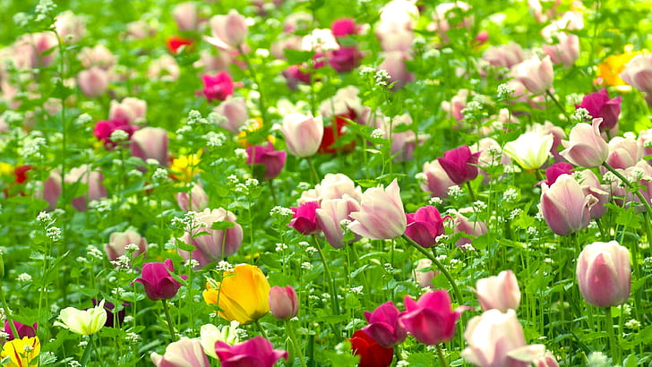 Тюльпаны Цветы с красными белыми желтыми и розовыми полями Зеленая трава Природа Весна Обои Hd 3840 × 2160, HD обои