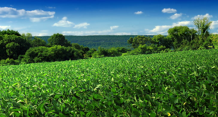 green plant field with trees under blue sky, Columbia, Wildlife Management Area, Revisit, green plant, plant field, trees, blue sky, New Jersey, Warren County, Knowlton Township, Kittatinny Mountain, Appalachian Mountains, Great Valley, hiking, landscape, hills, field, soybean, crops, sky, clouds, cumulus, summer, creative commons, nature, agriculture, rural Scene, green Color, farm, plant, outdoors, leaf, HD wallpaper