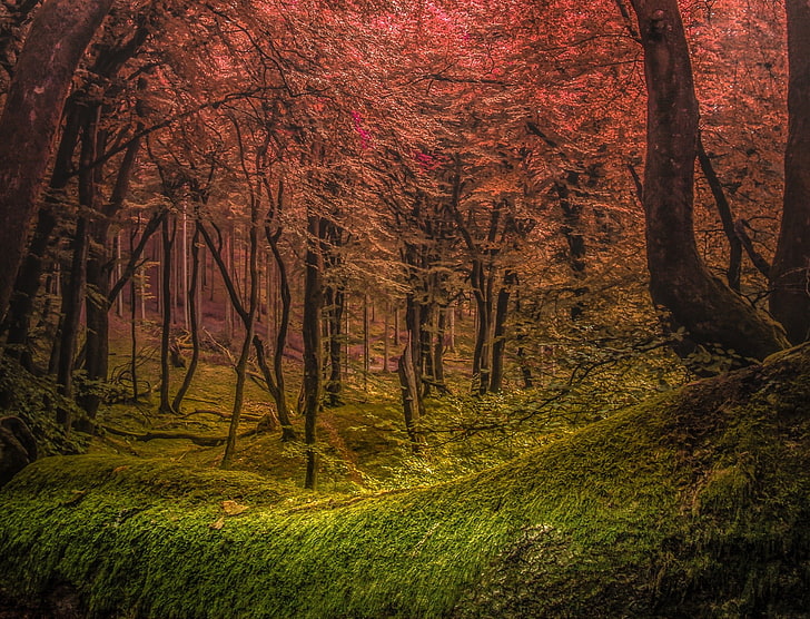 braunes und schwarzes hölzernes Wanddekor, Wald, Nebel, Gras, Grün, Rosa, Bäume, Morgen, Natur, Landschaft, HD-Hintergrundbild