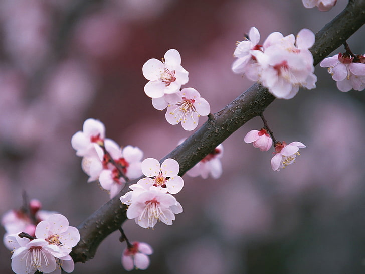 białe kwiaty, sakura, gałąź, zbliżenie, Tapety HD