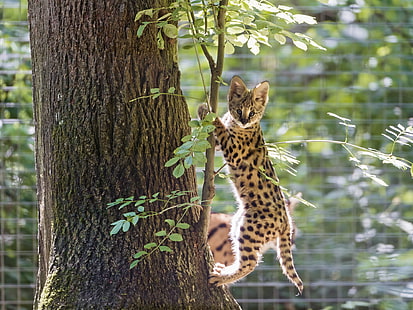 brown and black bengal cat, cat, tree, cub, kitty, Serval, ©Tambako The Jaguar, HD wallpaper HD wallpaper
