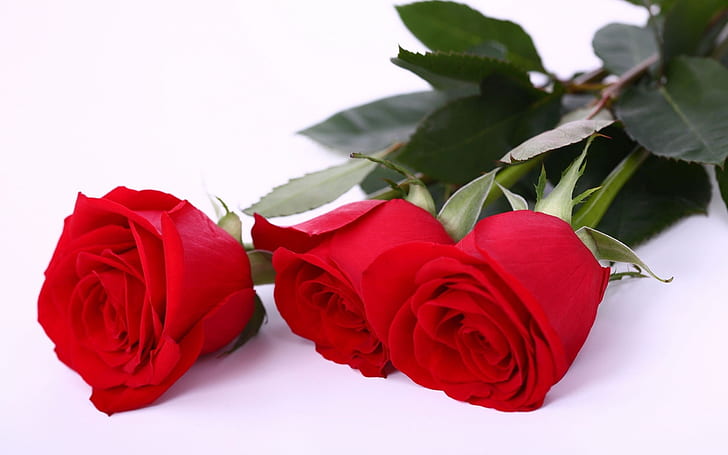 Page 4 | red roses wallpapers HD wallpapers free download | Wallpaperbetter