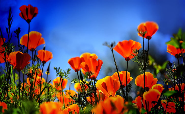 Маки HDR, маки калифорнийские оранжевые, природа, цветы, маки, HD обои