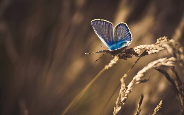 common blue butterfly, flowers, macro, nature, moths, wheat, insect, animals, plants, HD wallpaper