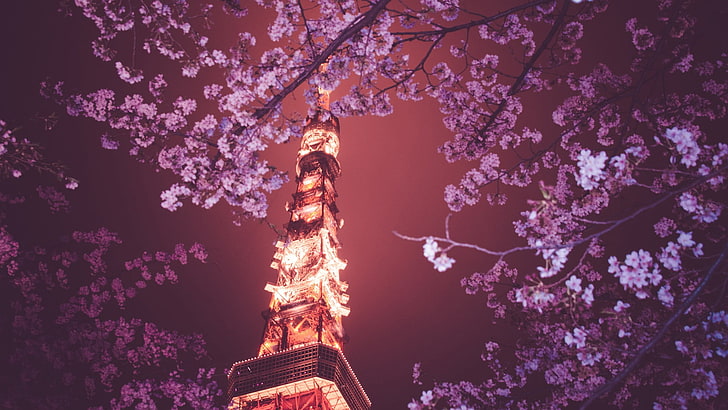różowy kwiat wiśni, Japonia, Tokyo Tower, Hanami, Tapety HD