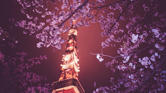 розов черешов цвят, Япония, Токио кула, Ханами, HD тапет HD wallpaper