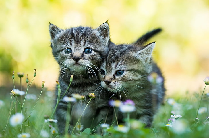 two black and white kittens, baby animals, kittens, cat, HD wallpaper