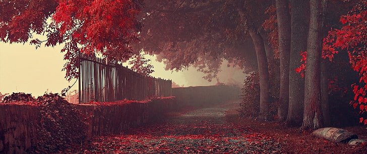 красные деревья, ультраширокие, фотография, природа, листья, осень, дорожка, парк, деревья, красные, HD обои