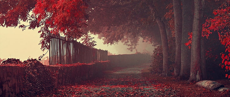ต้นไม้สีแดง, กว้างพิเศษ, การถ่ายภาพ, ธรรมชาติ, ใบไม้, ฤดูใบไม้ร่วง, เส้นทาง, สวนสาธารณะ, ต้นไม้, สีแดง, วอลล์เปเปอร์ HD HD wallpaper