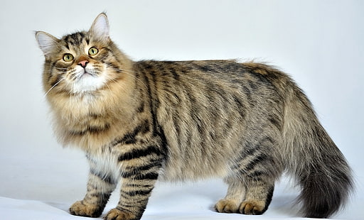 long-fur brown and black cat, siberian cat, fluffy, cat, striped, HD wallpaper HD wallpaper