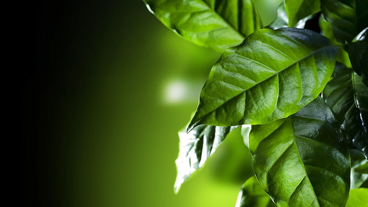 foglia, foglie verdi, pianta, flora, avvicinamento, macrofotografia, ramo, albero, foglia di caffè, Sfondo HD