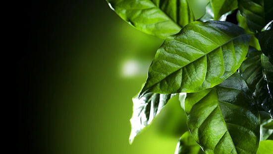 foglia, foglie verdi, pianta, flora, avvicinamento, macrofotografia, ramo, albero, foglia di caffè, Sfondo HD HD wallpaper