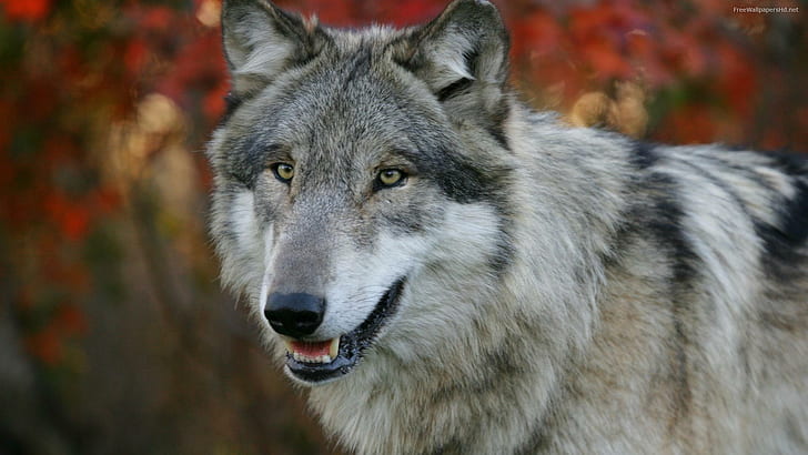 Loup gris, nature, regarder, sauvage, prédateur, animaux, Fond d'écran HD