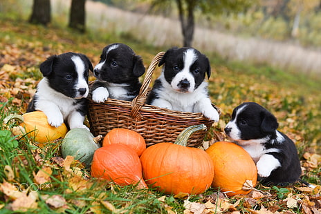 cachorro, abóbora, cestas, animais, filhotes, outono, border collie, HD papel de parede HD wallpaper
