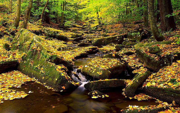 Splendor Autumn Forest, kamienie, natura, liście, piękne, woda, las, przepych, rzeka, jesień, 3d i abstrakcyjne, Tapety HD