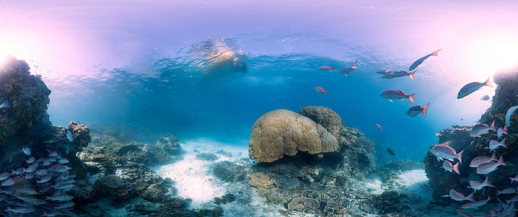 Schule der grauen Fische schwimmen in der Nähe von Korallen unter Wasser, unter Wasser, HD-Hintergrundbild