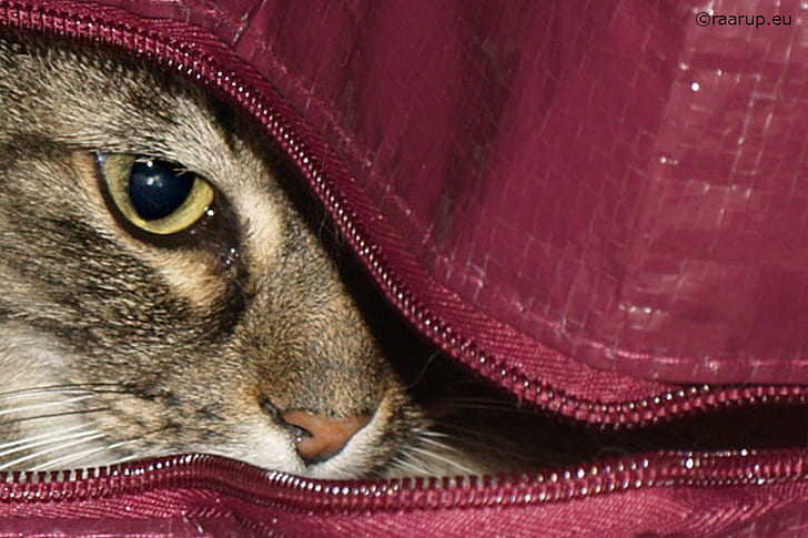 Chat tigré brun close-up photo, chat, HMM, le chat dans le sac, chat tigré brun, chat tigré, close-up, photo, chats, Milly, Norwegian Forest Cat, NFO, Olympus, animal, animal, intérieur, Macro,Lundi, Danemark, animaux domestiques, chat domestique, mignon, animaux domestiques, chaton, Fond d'écran HD