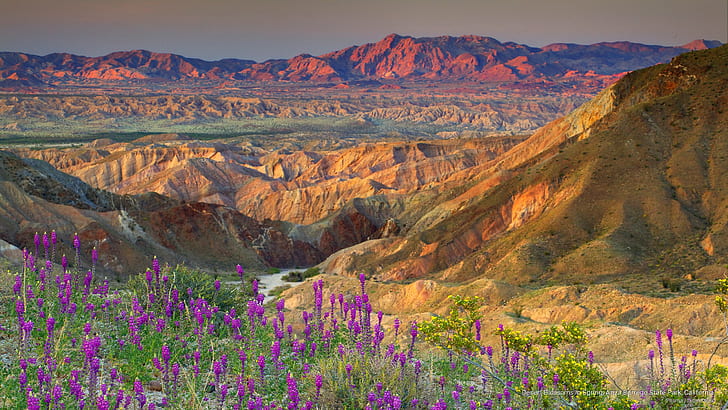 Пустинни цветове през пролетта, Държавен парк Anza Borrego, Калифорния, пролет / лято, HD тапет