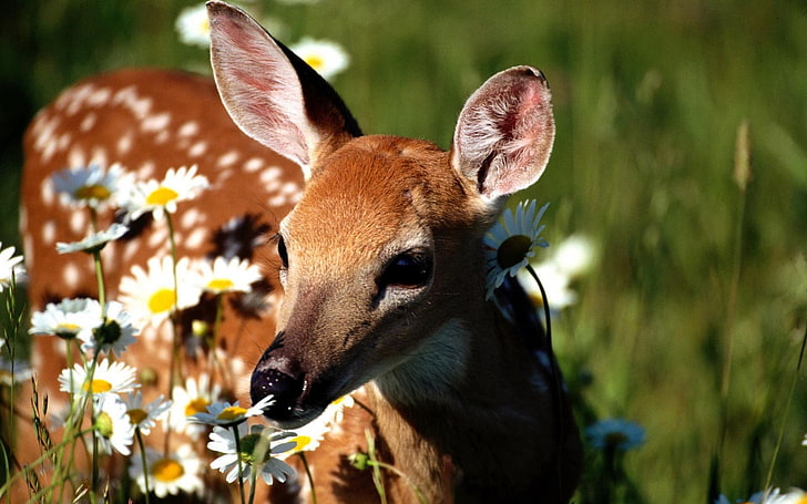baby, daisies, deer, flowers, HD wallpaper
