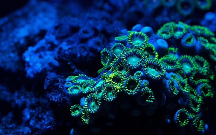 Коралл Blue Ocean Underwater HD, зеленые и черные кораллы, природа, океан, синий, подводный, коралл, HD обои