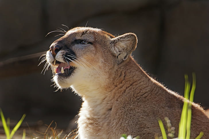 Puma, cougar, mountain lion, lioness, predator, wild cat, puma, cougar, mountain lion, HD wallpaper
