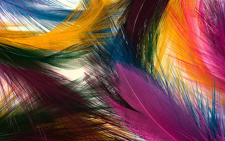 Plumes colorées, colorées, plumes, Fond d'écran HD