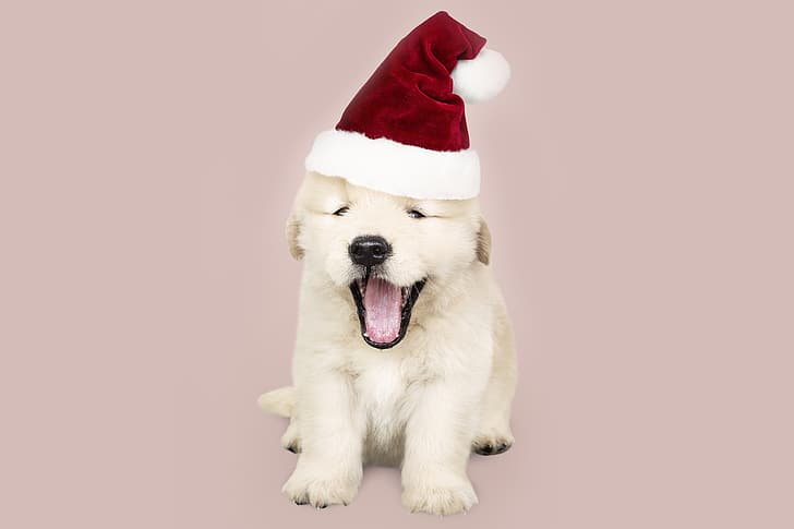 собака, Новый год, Рождество, щенок, Санта, Лабрадор, милый, Merry, santa hat, HD обои