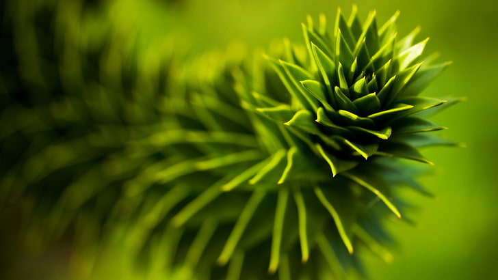 foco fotografia de folha verde planta, natureza, plantas, suculentas, profundidade de campo, macro, HD papel de parede