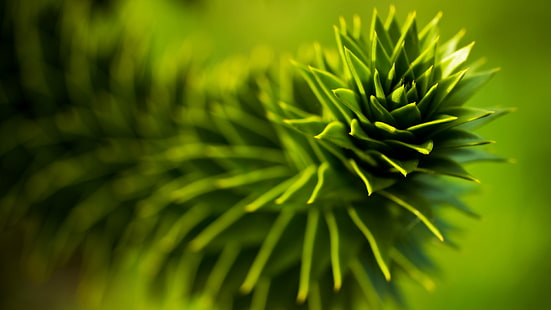 fotografi fokus tanaman daun hijau, alam, tanaman, sukulen, kedalaman bidang, makro, Wallpaper HD HD wallpaper