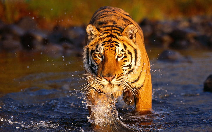 Tiger Walking Through Water Big Wild Cat Predator Hd Wallpaper 3840×2400, HD wallpaper