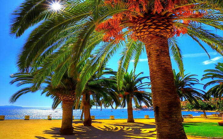 beach, palm, shadow, summer, HD wallpaper