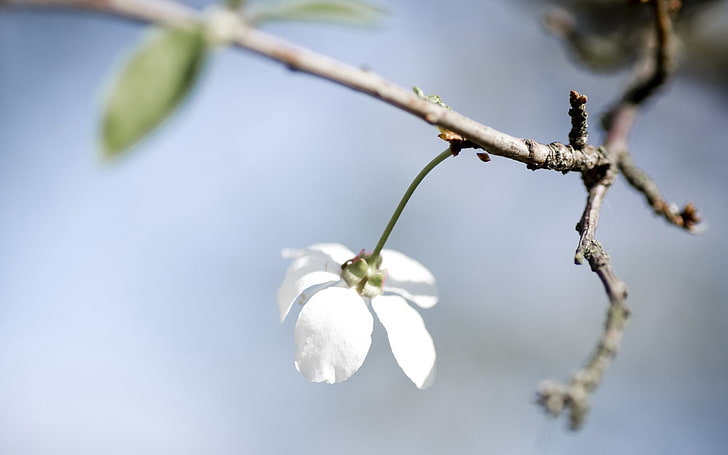 бяло цвете, цвете, бяло, венчелистчета, HD тапет