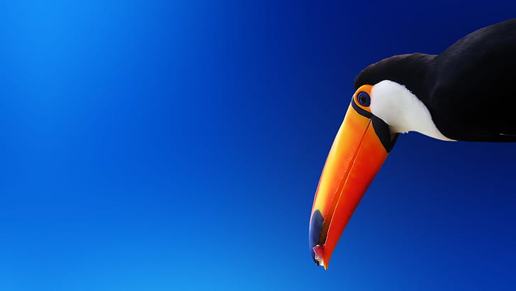 Toucan HD, จะงอยปาก, นก, ท้องฟ้าสีฟ้า, สีส้ม, ทูแคน, วอลล์เปเปอร์ HD