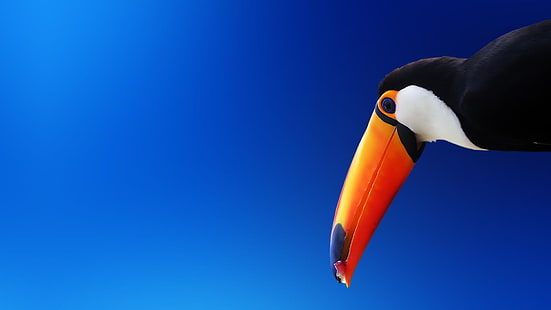 Tucano HD, becco, uccello, cielo blu, arancio, tucano, Sfondo HD HD wallpaper