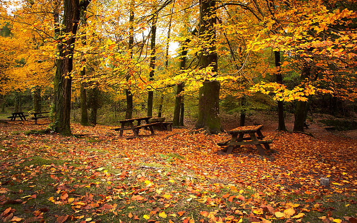 Autumn Leaves Falling Down, autumn time, leaves falling, park landscape, HD wallpaper