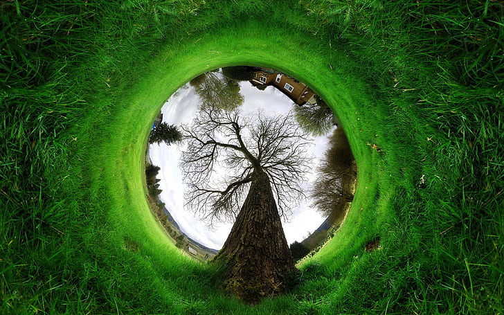 träd, grenar, cirkel, underifrån, gräs, effekt, illusion, ring, krone, HD tapet