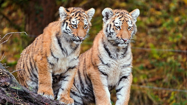two orange-and-black tiger cubs, tigers, couple, sit, big cats, HD wallpaper