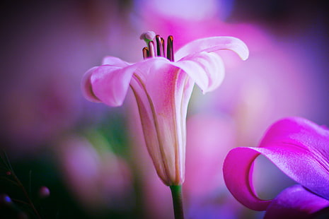 rosa blomma foto, skönhet, rosa, foto, färg, lilium, blomblad, foto, imagen, fotografia, bild, fotografi, bild makro, fotograf, natur, blomma, växt, blomma Huvud, närbild, kronblad, rosa Färg, HD tapet HD wallpaper