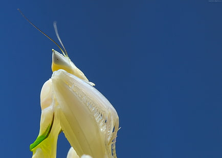 bianco, mantide, mantide orchidea, Sfondo HD HD wallpaper