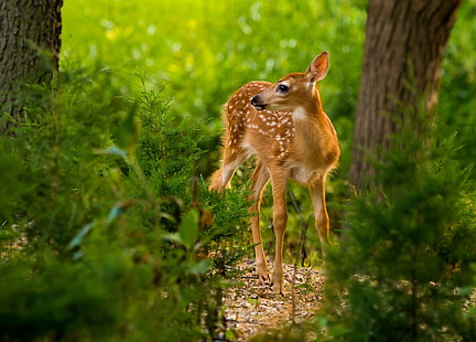 Natur, Tiere, Hirsche, Säugetiere, HD-Hintergrundbild HD wallpaper