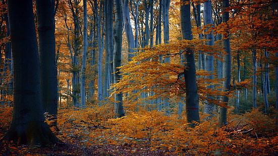 brunt träd, natur, träd, skog, falla, gren, löv, gul, trä, HD tapet HD wallpaper