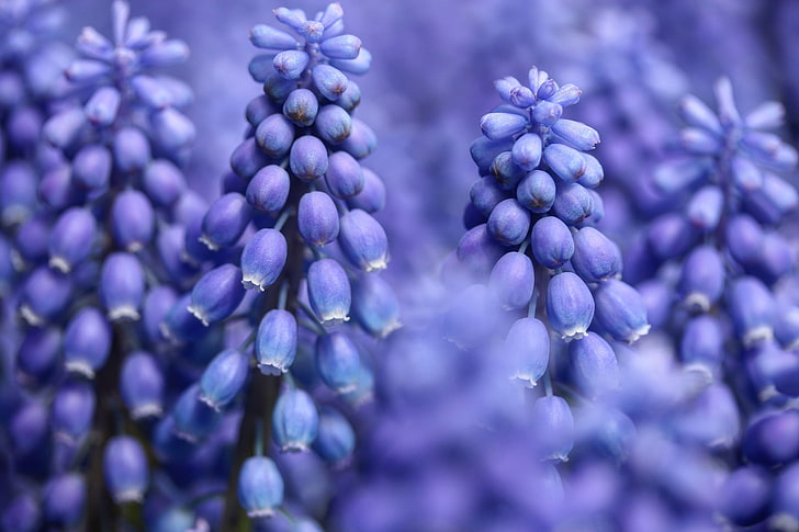 macro, blue, Muscari, hyacinth, HD wallpaper