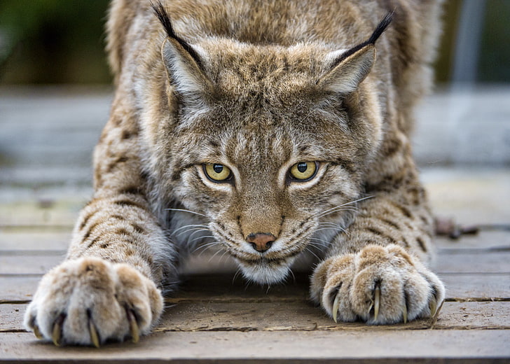 close-up photography of brown bobcat, cat, look, claws, lynx, ©Tambako The Jaguar, HD wallpaper