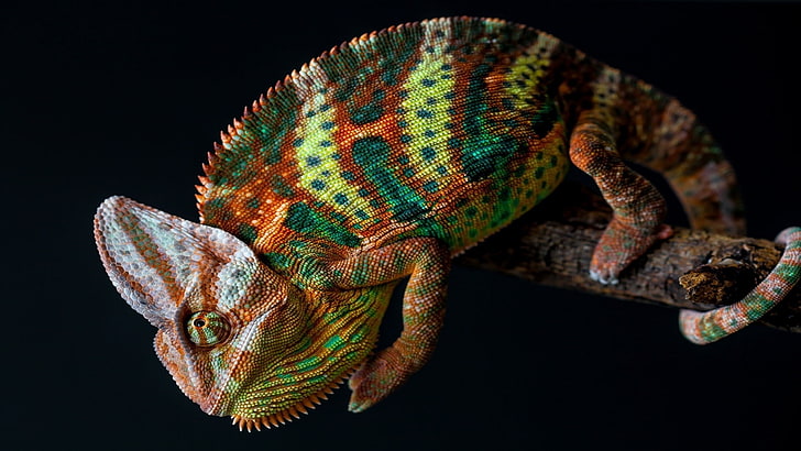 animals, branch, chameleons, Colorful, nature, Simple Background, skin, tail, HD wallpaper
