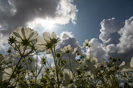 white Daisies under blue and cloudy sky during daytime, Reaching for the Sky, white, Daisies, blue, daytime, Malmö, cloud, flower, sun  sun, sun flare, exif, model, canon eos, 760d, aperture, ƒ / 14, geo, country, camera, iso_speed, focal_length, mm, geo:location, lens, ef, s18, f/3.5, state, city, canon, nature, sky, summer, plant, cloud - Sky, meadow, outdoors, springtime, HD wallpaper HD wallpaper