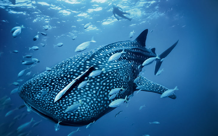 ryba, zwierzęta, wieloryb, przyroda, rekin wielorybi, rekin, morze, pod wodą, Tapety HD